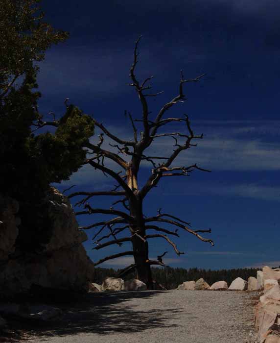tree on Bright Angel path